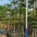 小叶榄仁8-25分大量出售基地直销可视频看货