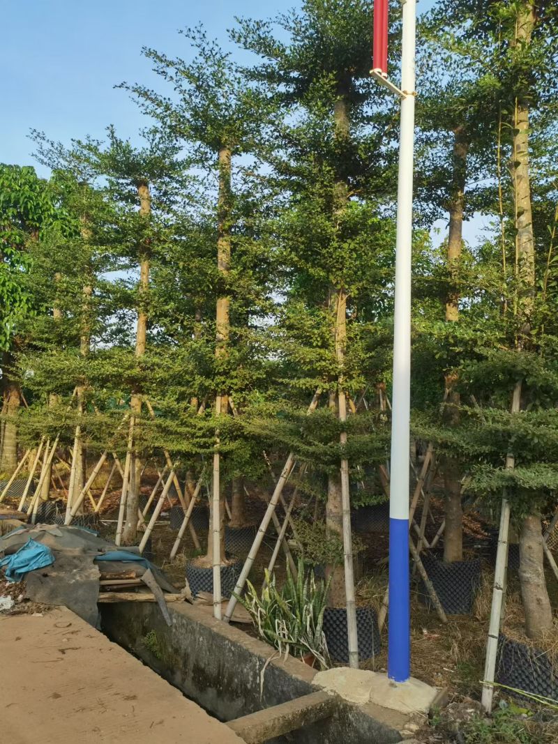 小叶榄仁8-25分大量出售基地直销可视频看货