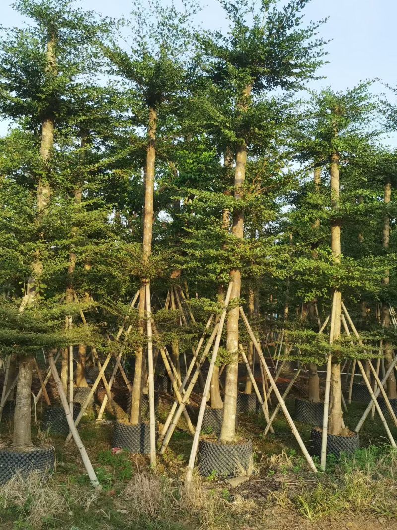 小叶榄仁8-25分大量出售基地直销可视频看货