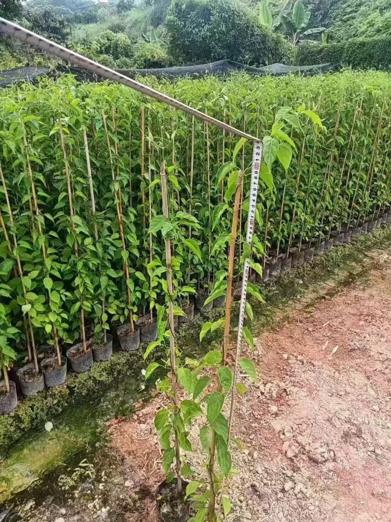 炮仗花60-120高出售基地现货直销期待洽谈合作