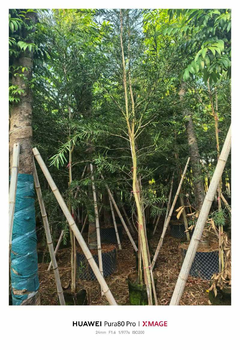 红千层2-3公分出售需要老板联系洽谈合作