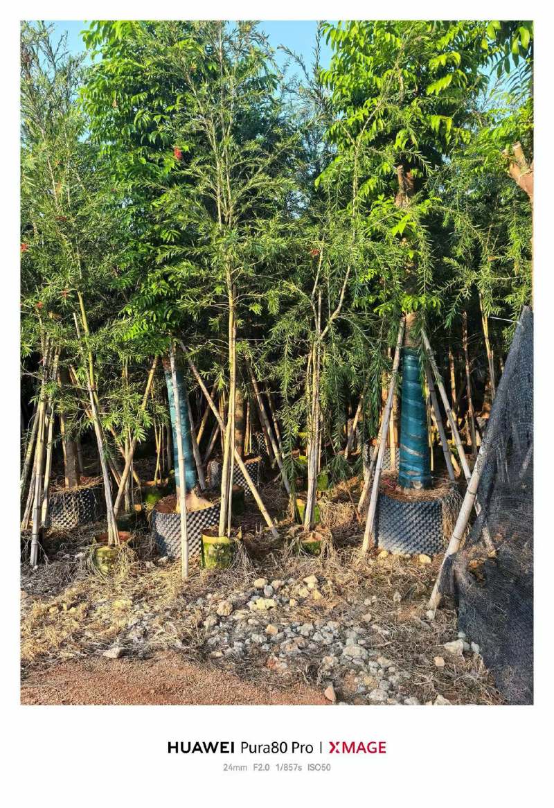 红千层2-3公分出售需要老板联系洽谈合作