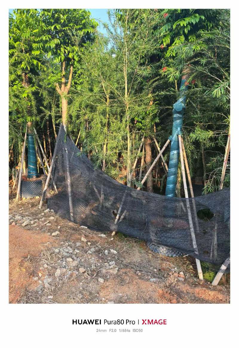 红千层2-3公分出售需要老板联系洽谈合作