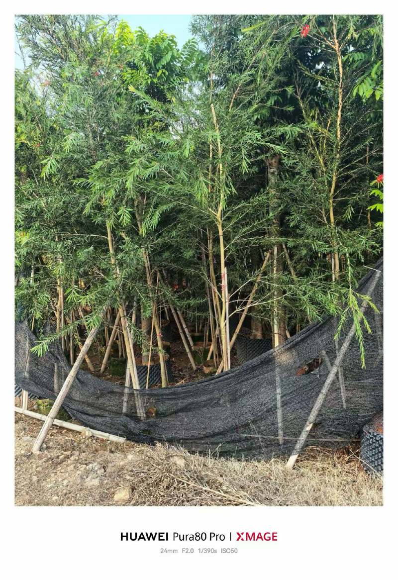 红千层2-3公分出售需要老板联系洽谈合作