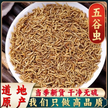 五谷虫蝇蛆干蛆虫新货无硫净货大货供应合作共赢