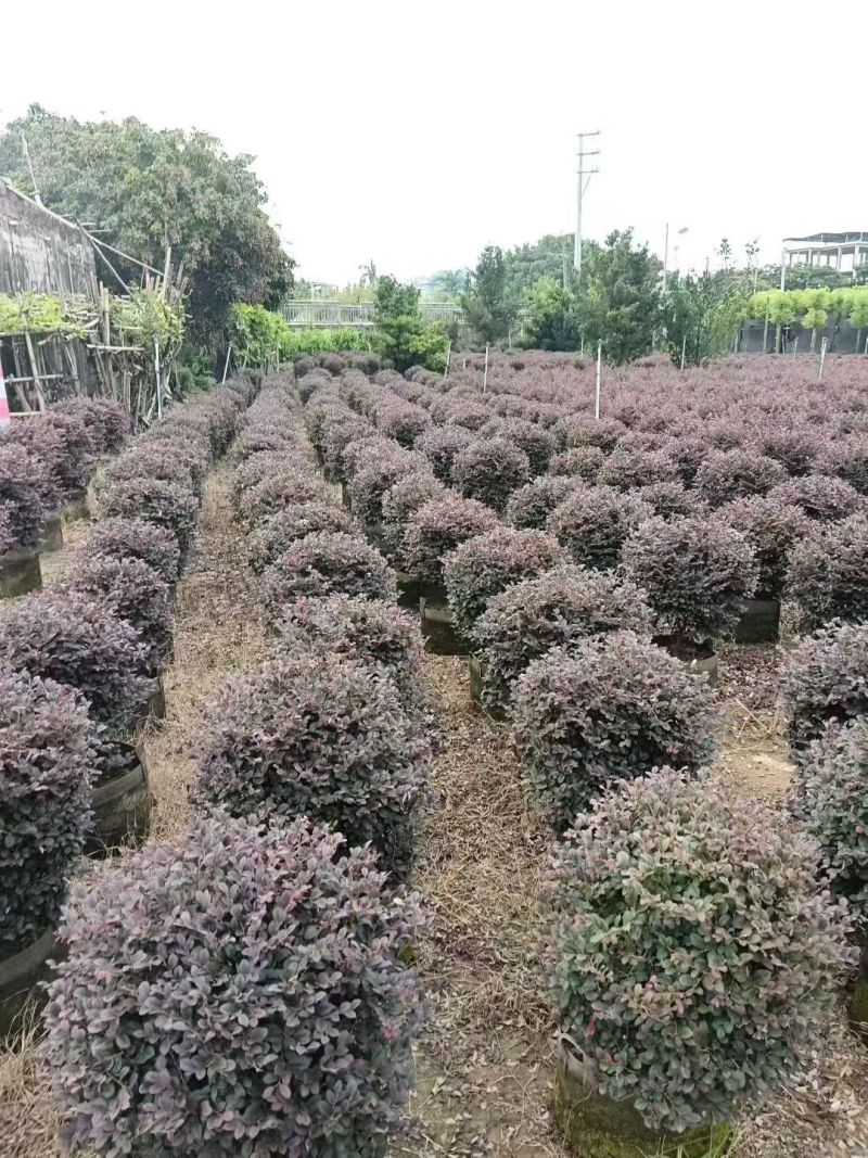 红继木50-100高大量出售基地现货直销需要联系