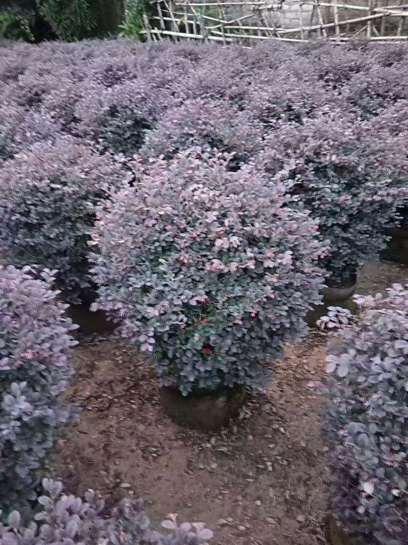 红继木50-100高大量出售基地现货直销需要联系