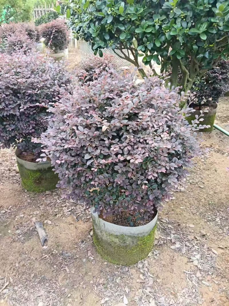 红继木50-100高大量出售基地现货直销需要联系
