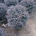 红继木50-100高大量出售基地现货直销需要联系
