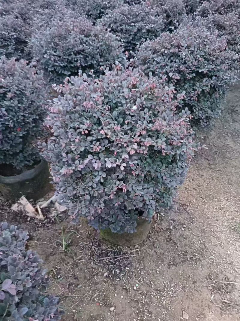 红继木50-100高大量出售基地现货直销需要联系