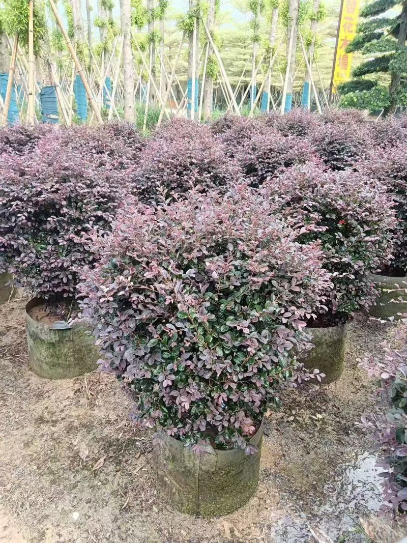 红继木50-100高大量出售基地现货直销需要联系