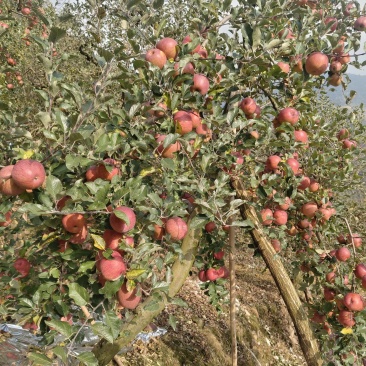 野生冰糖心丑苹果，大量上市，欢迎市场，电商，外贸随时在线