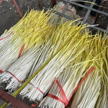 山东沂蒙山精品头茬蒜黄大量上市电商市商**！