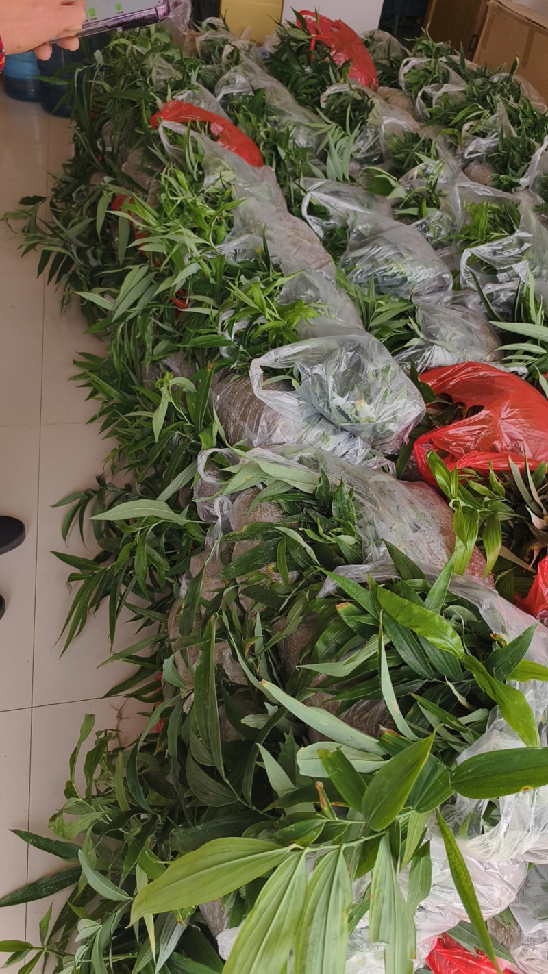 滇黄精大绿花苗