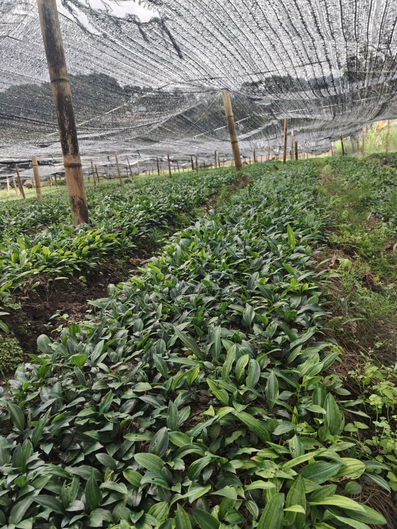 滇黄精大绿花苗