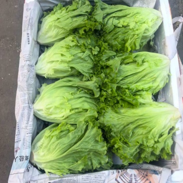 云南叶生菜