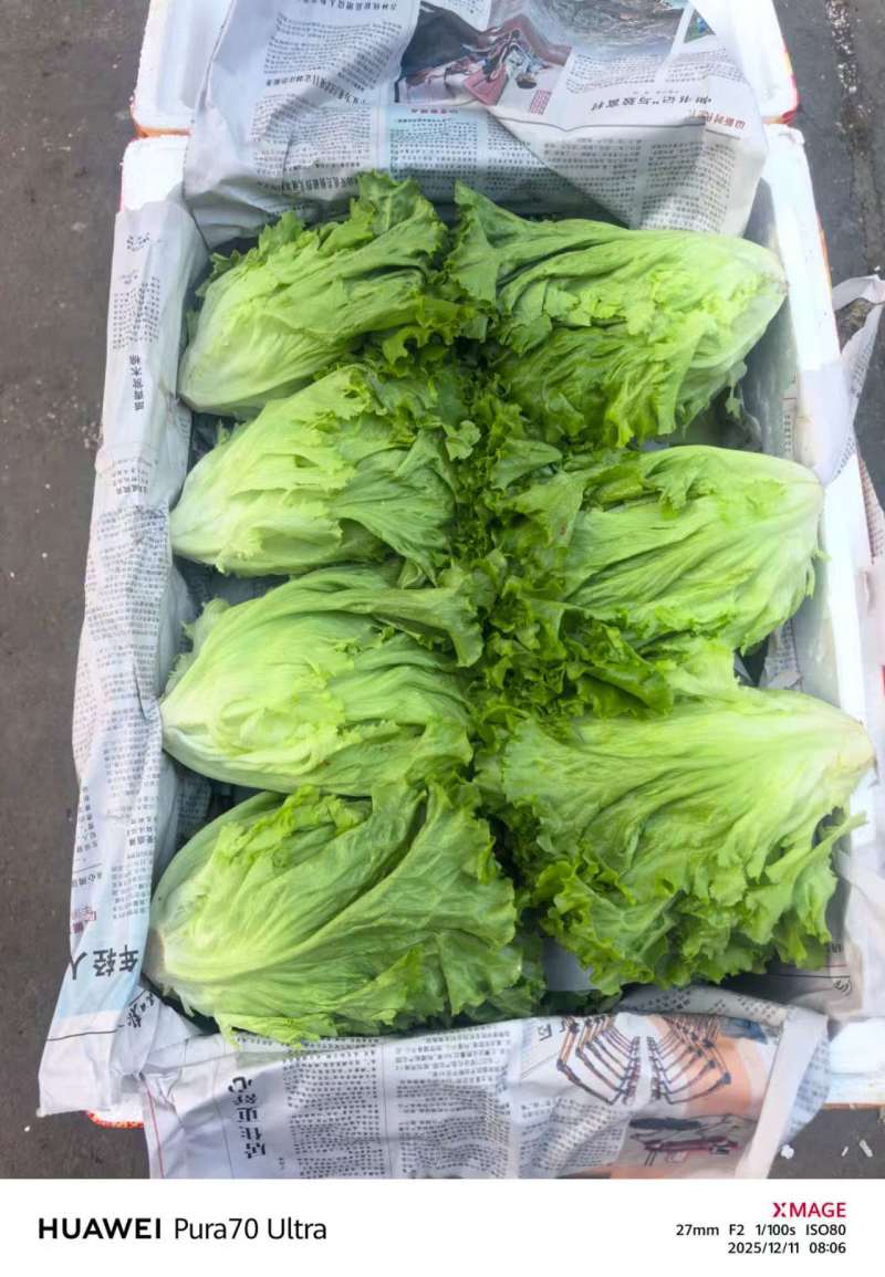 云南叶生菜