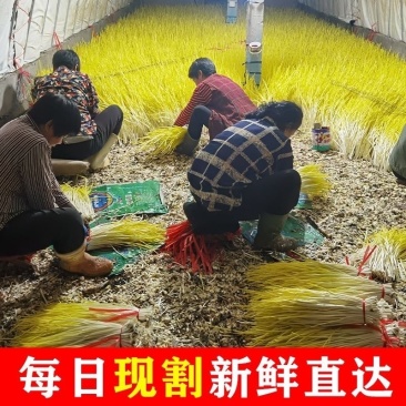 产地头茬蒜黄大量对接各大电商市场商超欢迎老板