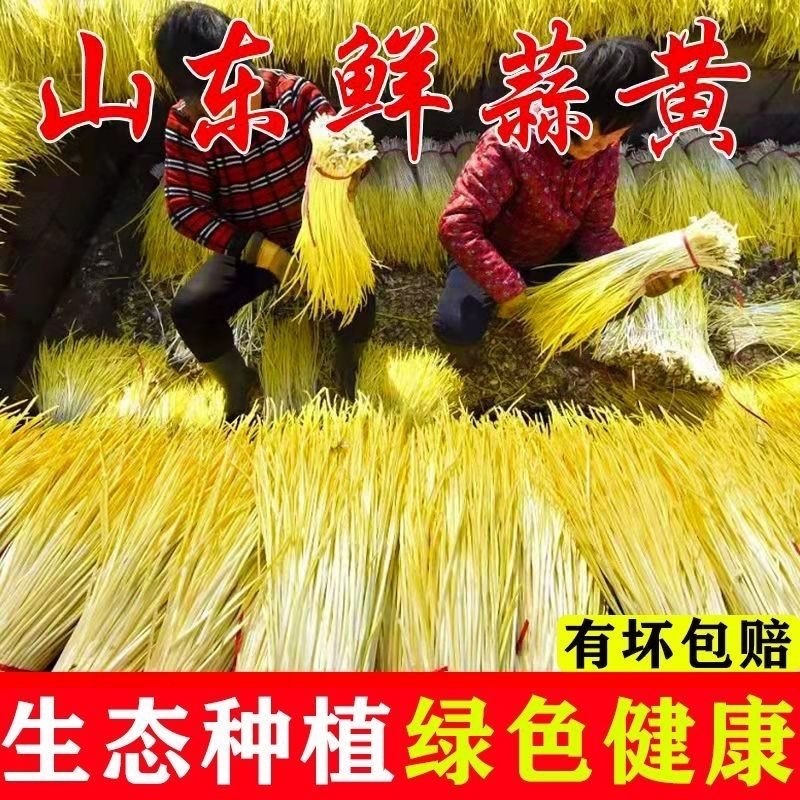 产地头茬蒜黄大量对接各大电商市场商超欢迎老板