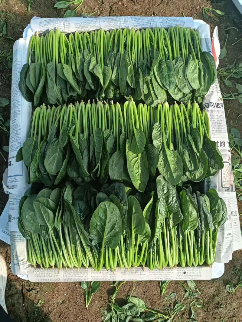 精品菠菜，大叶菠菜，小叶菠菜，规格齐全。做工精细