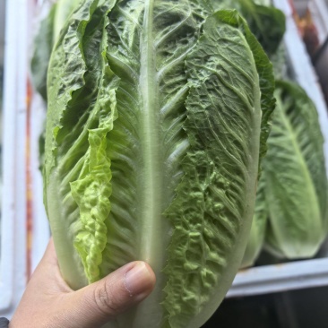 罗马生菜