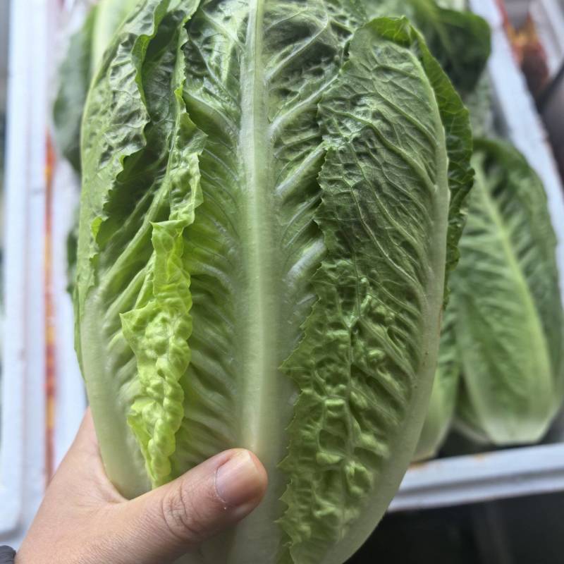 罗马生菜