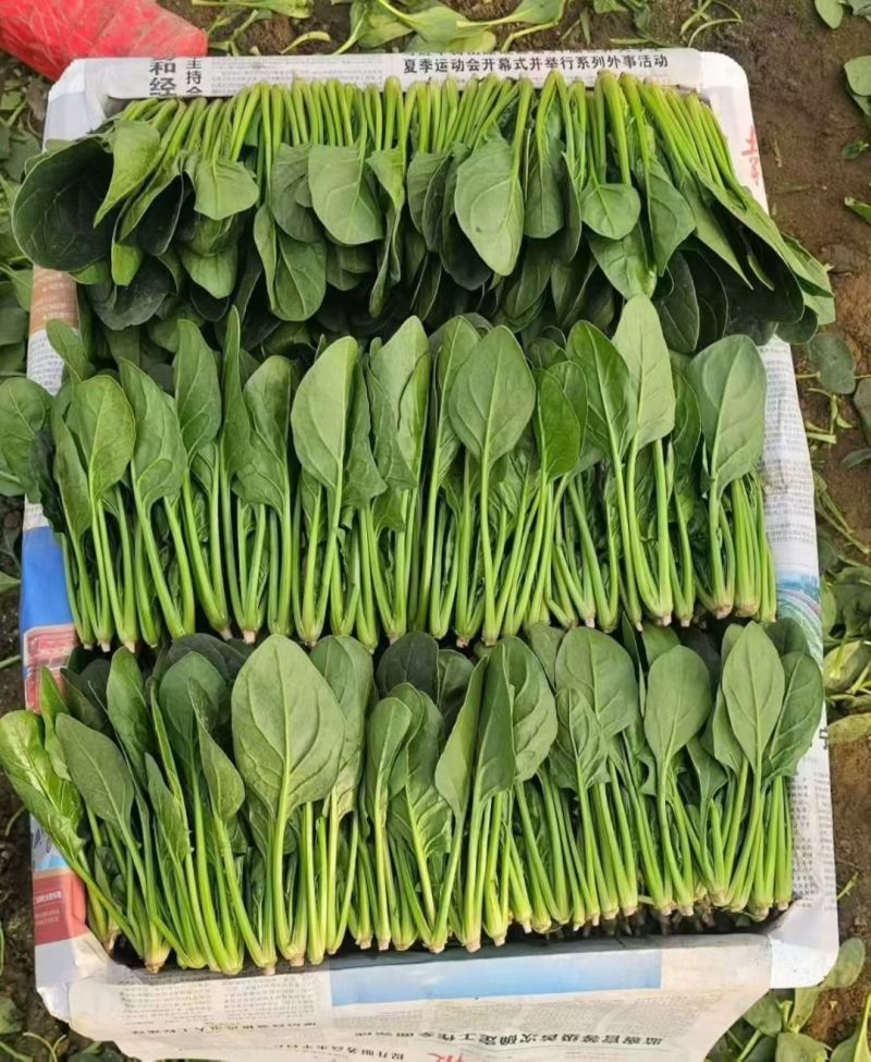 大叶菠菜，小叶菠菜规格齐全。做工精细产地直发