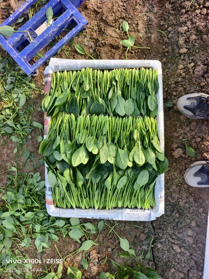 大叶菠菜，小叶菠菜规格齐全。做工精细产地直发