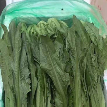 油麦菜