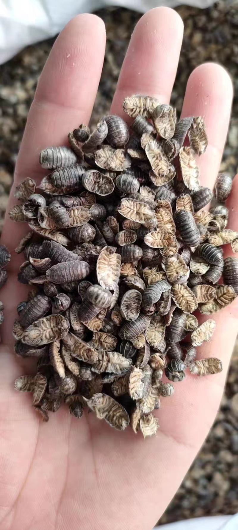 鼠妇虫中药材西瓜虫潮虫地虱子大货供应诚信经营