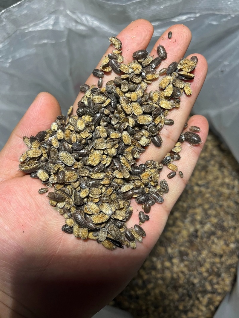 鼠妇虫中药材西瓜虫潮虫地虱子大货供应诚信经营