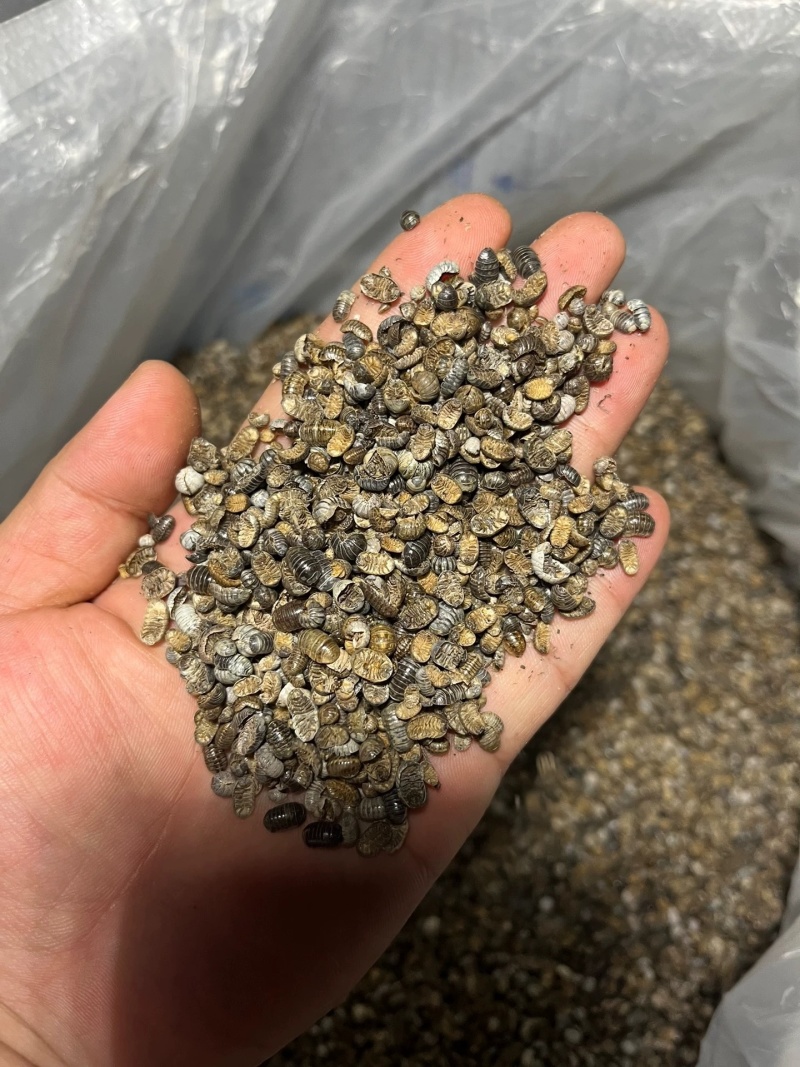 鼠妇虫中药材西瓜虫潮虫地虱子大货供应诚信经营