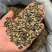 鼠妇虫中药材西瓜虫潮虫地虱子大货供应诚信经营
