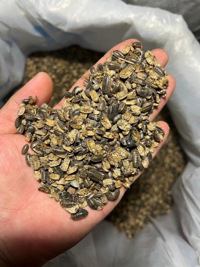 鼠妇虫中药材西瓜虫潮虫地虱子大货供应诚信经营