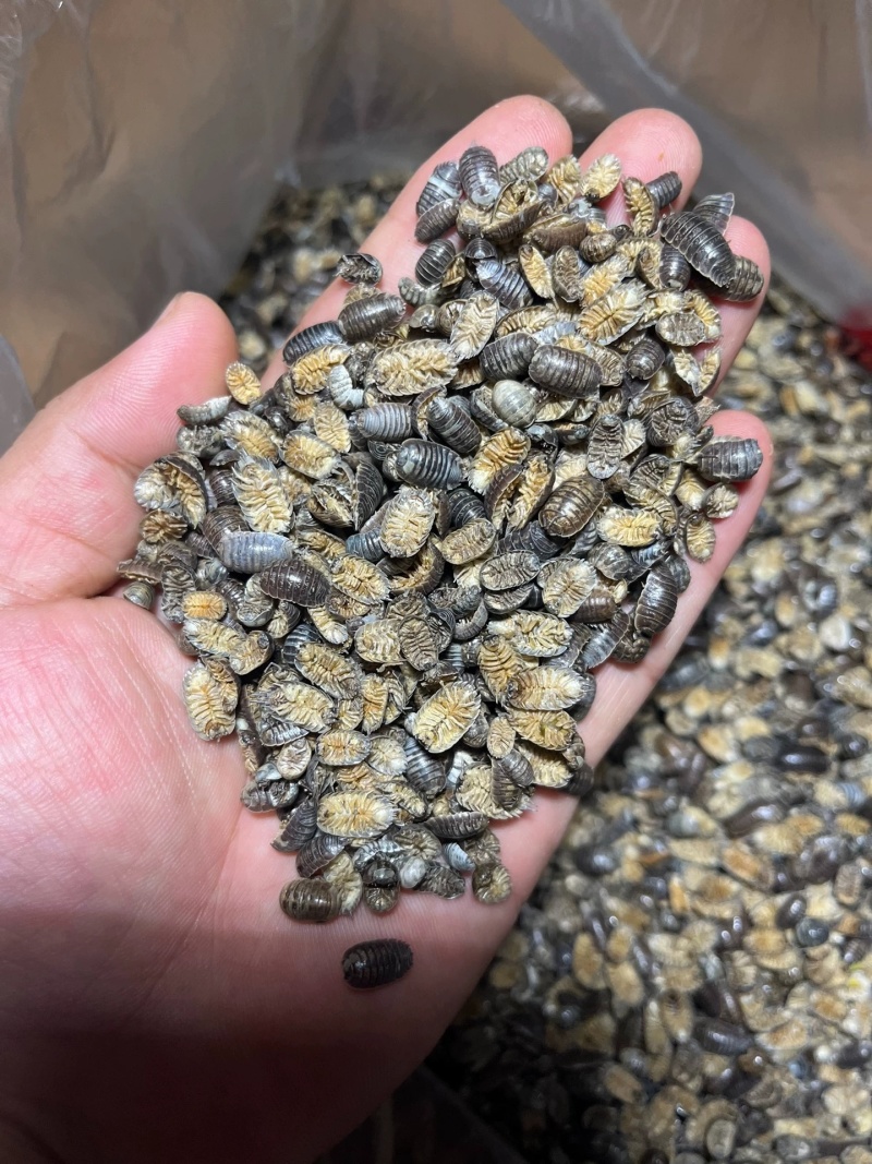 鼠妇虫中药材西瓜虫潮虫地虱子大货供应诚信经营