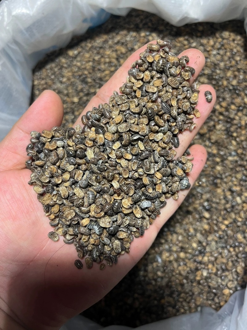 鼠妇虫中药材西瓜虫潮虫地虱子大货供应诚信经营