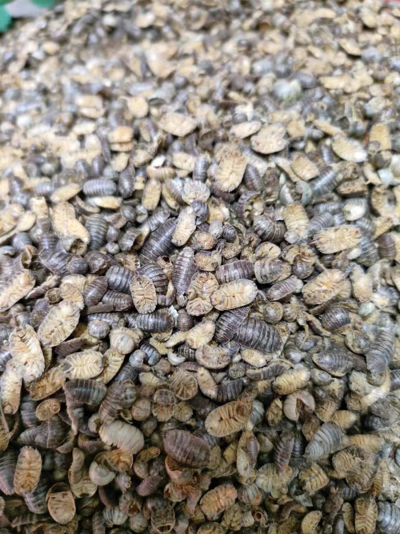 鼠妇虫中药材西瓜虫潮虫地虱子大货供应诚信经营