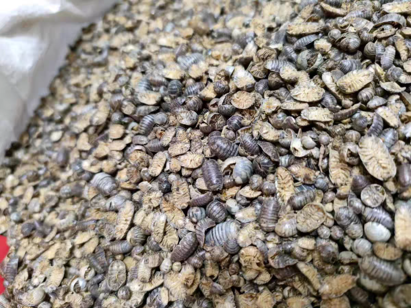 鼠妇虫中药材西瓜虫潮虫地虱子大货供应诚信经营