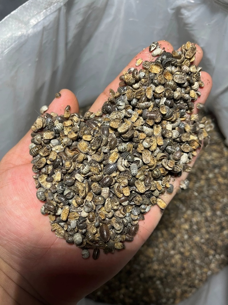 鼠妇虫中药材西瓜虫潮虫地虱子大货供应诚信经营