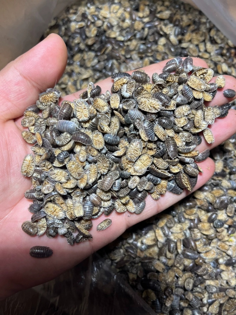 鼠妇虫中药材西瓜虫潮虫地虱子大货供应诚信经营