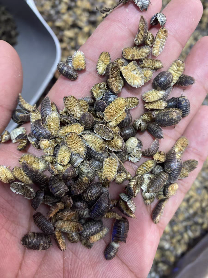 鼠妇虫中药材西瓜虫潮虫地虱子大货供应诚信经营