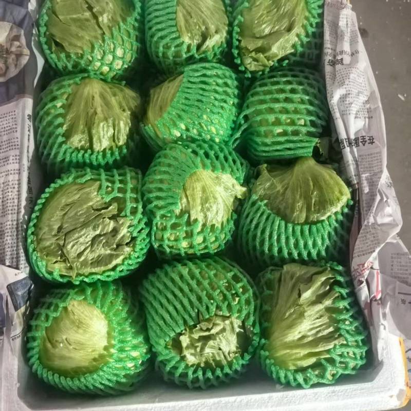 球生菜