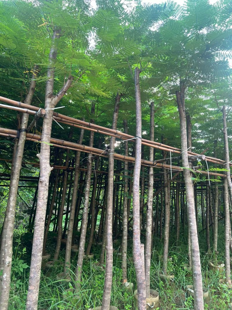 3-12公分凤凰木大量出售基地现货直销可视频看货