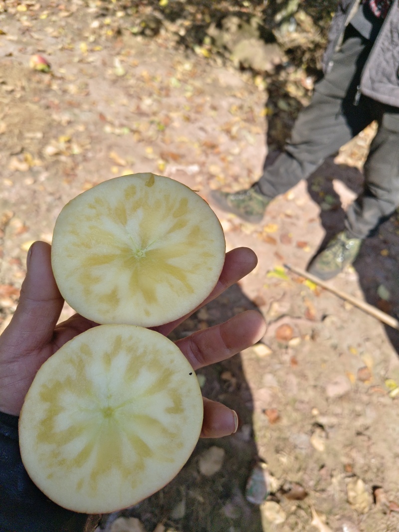 冰糖心苹果，高山上晚熟苹果市场，平台，电商，大量有货