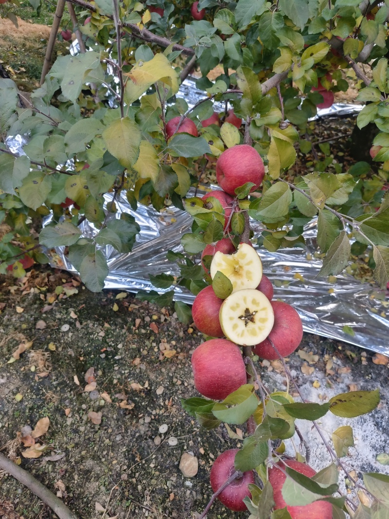冰糖心苹果，高山上晚熟苹果市场，平台，电商，大量有货