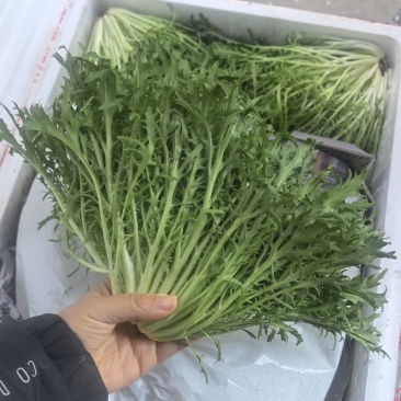 苦菊