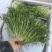 苦菊