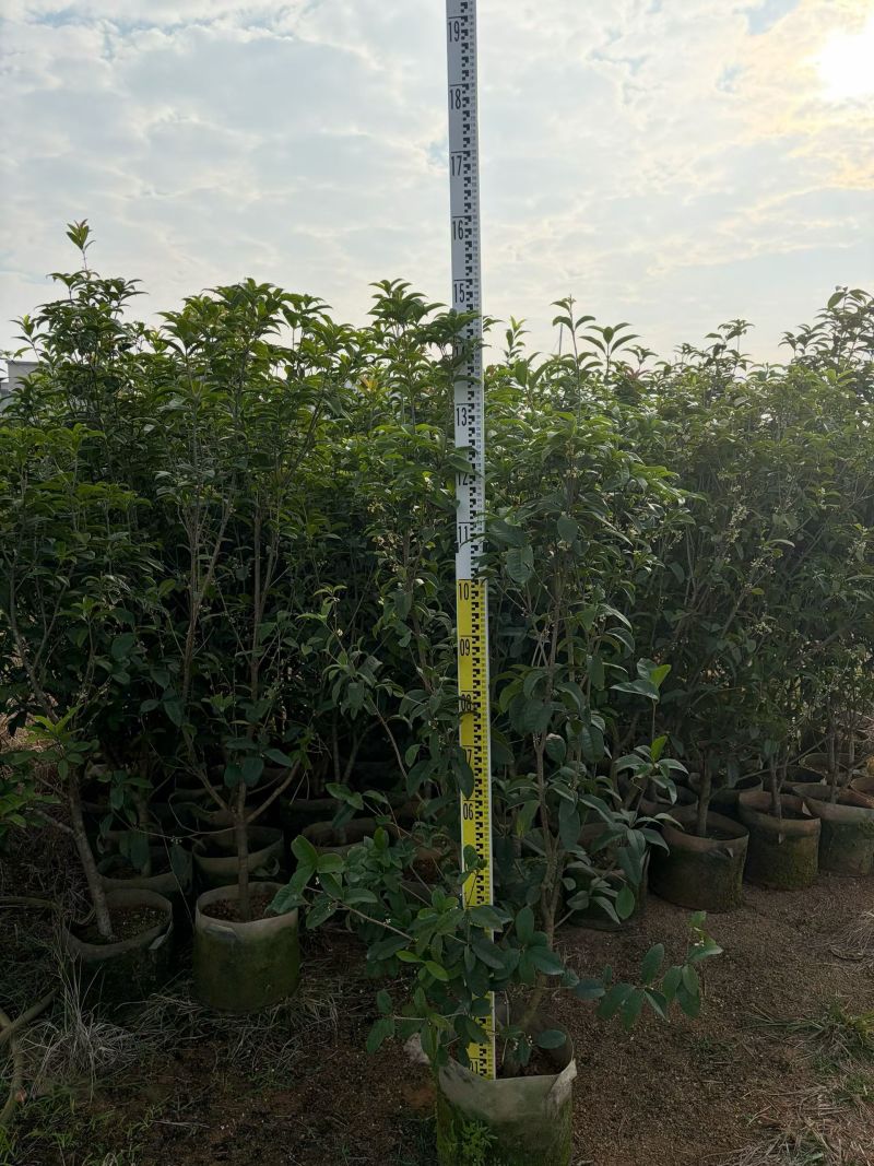 四季桂1.5-2米高出售大量现货质量保证可现场考