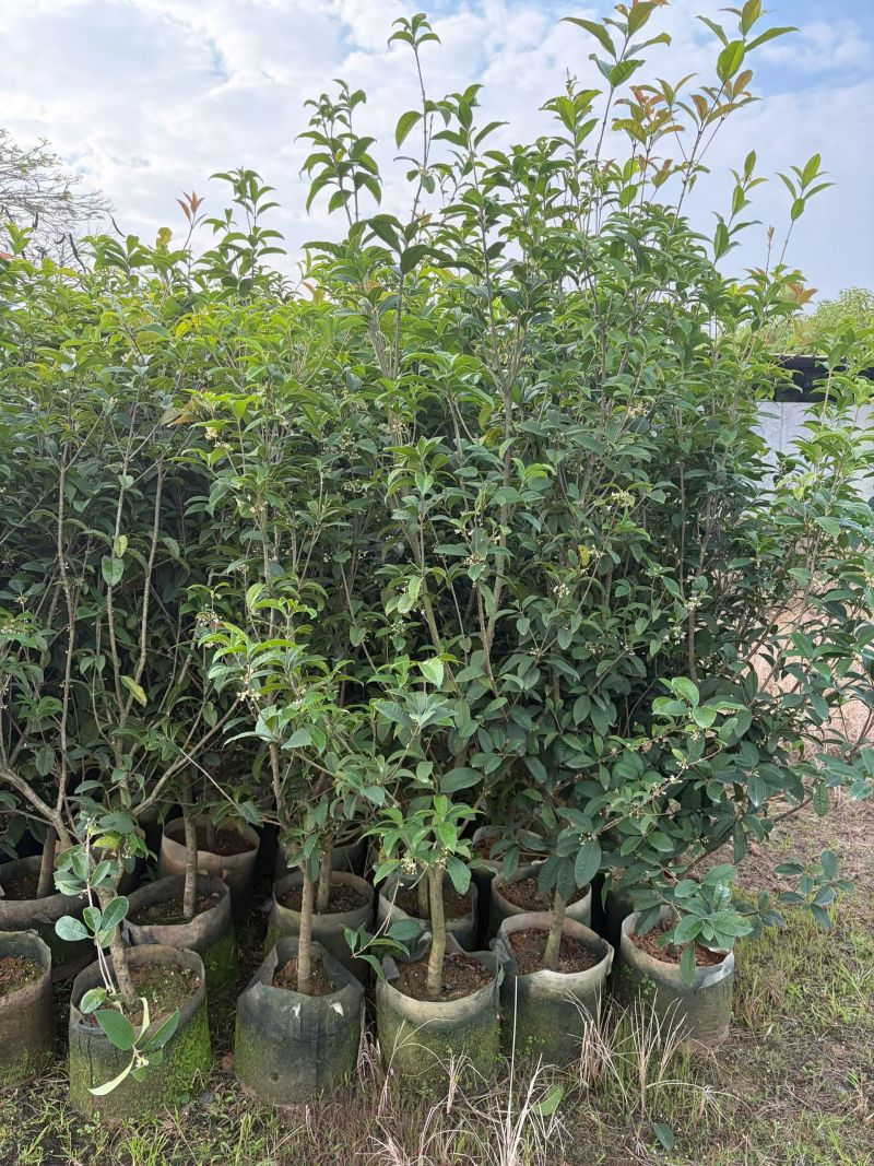 四季桂1.5-2米高出售大量现货质量保证可现场考