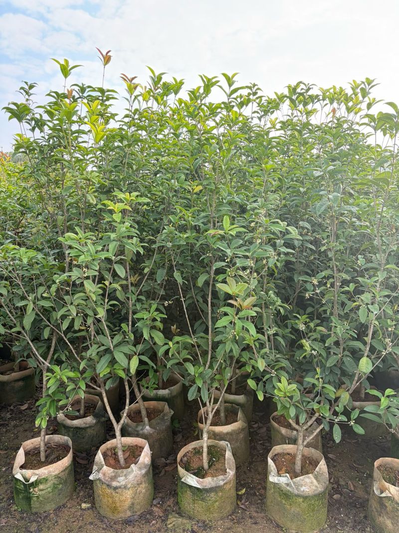 四季桂1.5-2米高出售大量现货质量保证可现场考
